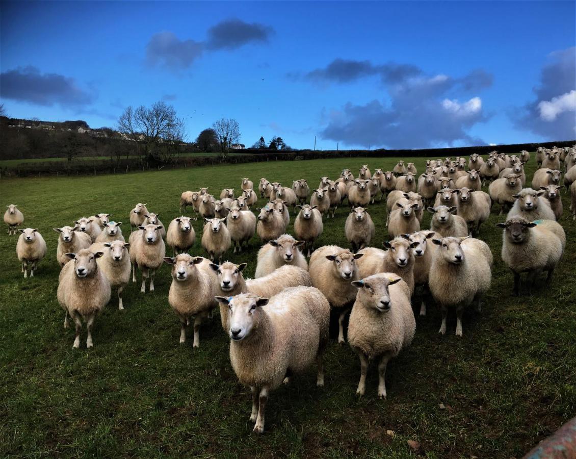 Nantgwynfaen Organic Farm Wales Vila Llandysul Exterior foto
